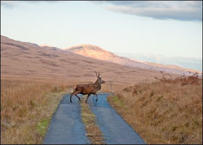 Deer on Isle of Jura, Scotland